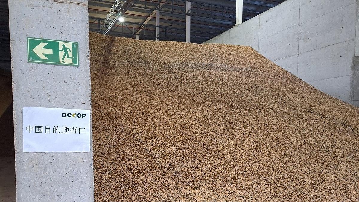 Toneladas de almendras preparadas para su envío a China.