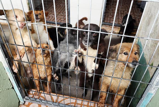 Perros que viven en el refugio de A Madroa aparecieron abandonados con el cuello rajado y sin el microchip