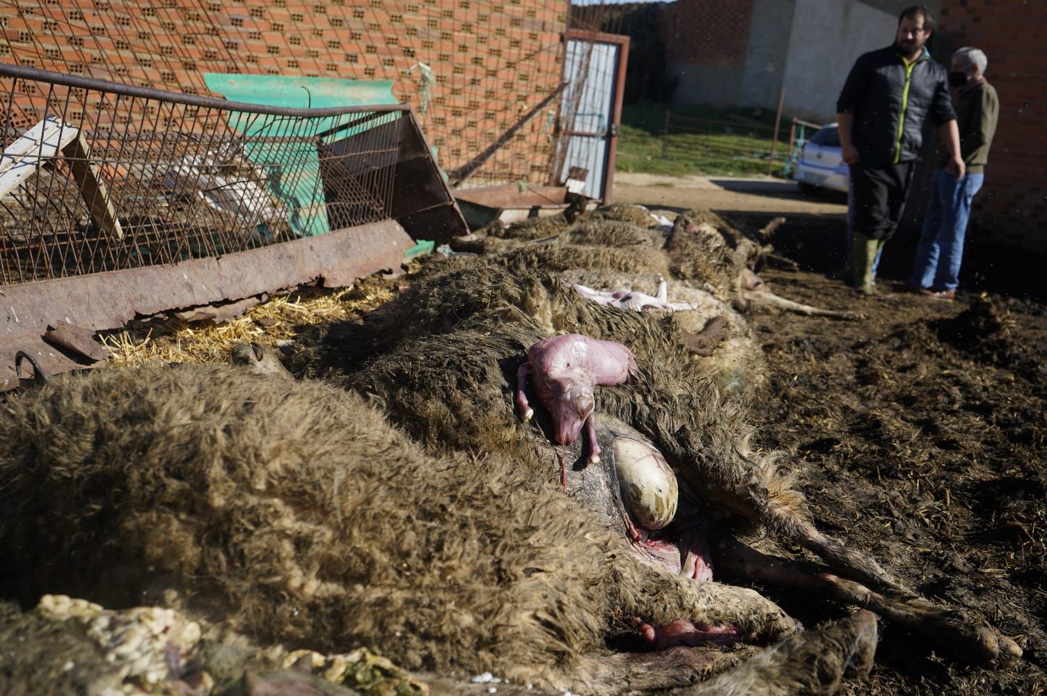 GALERÍA | La "escabechina" del lobo en Revellinos de Campos