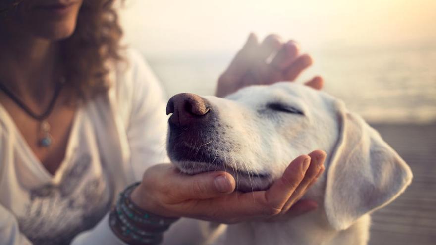 La leishmaniosis afecta a casi 800.000 perros en España