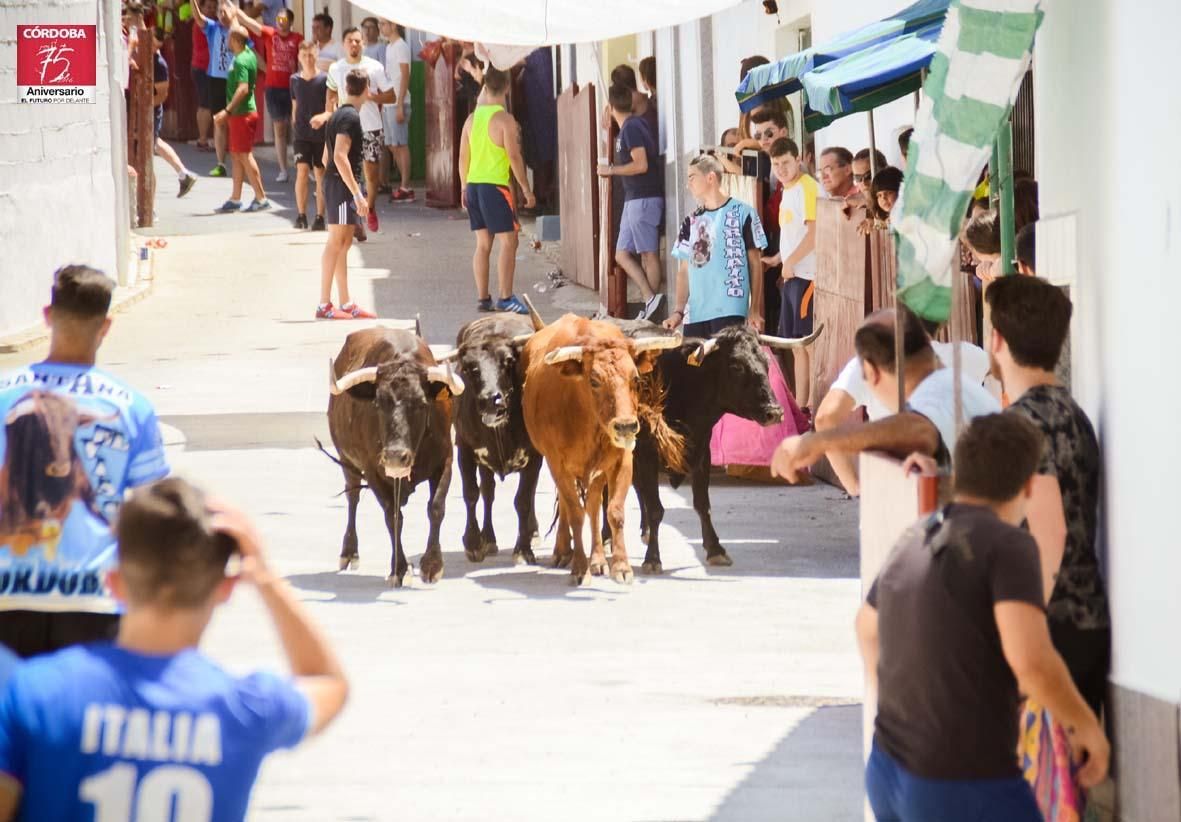 FOTOGALERÍA/ Vaquillas en El Viso