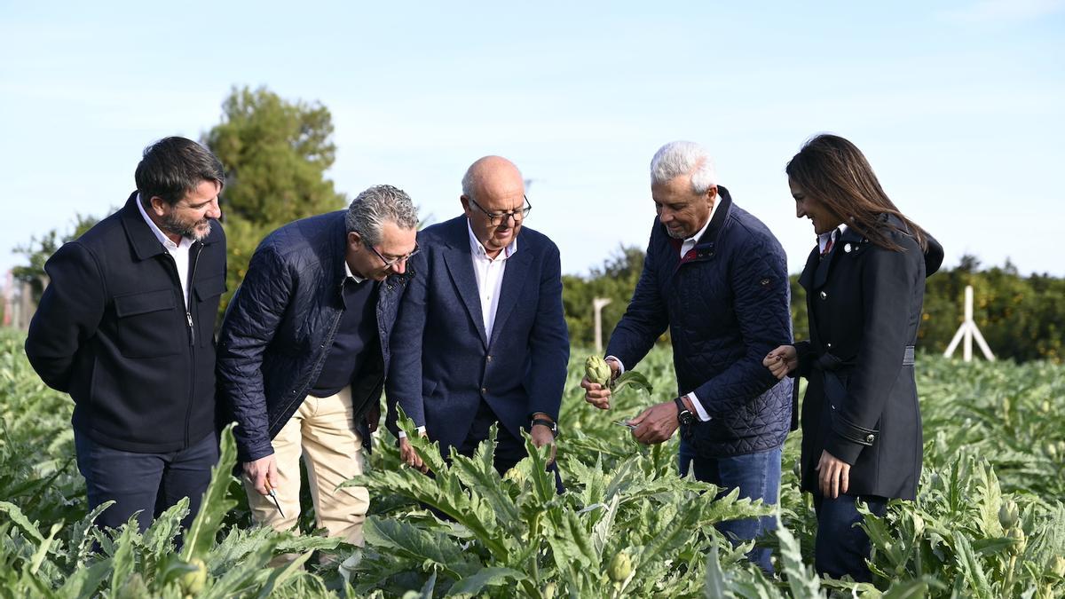 Primer corte simbólico de la temporada de alcachofas