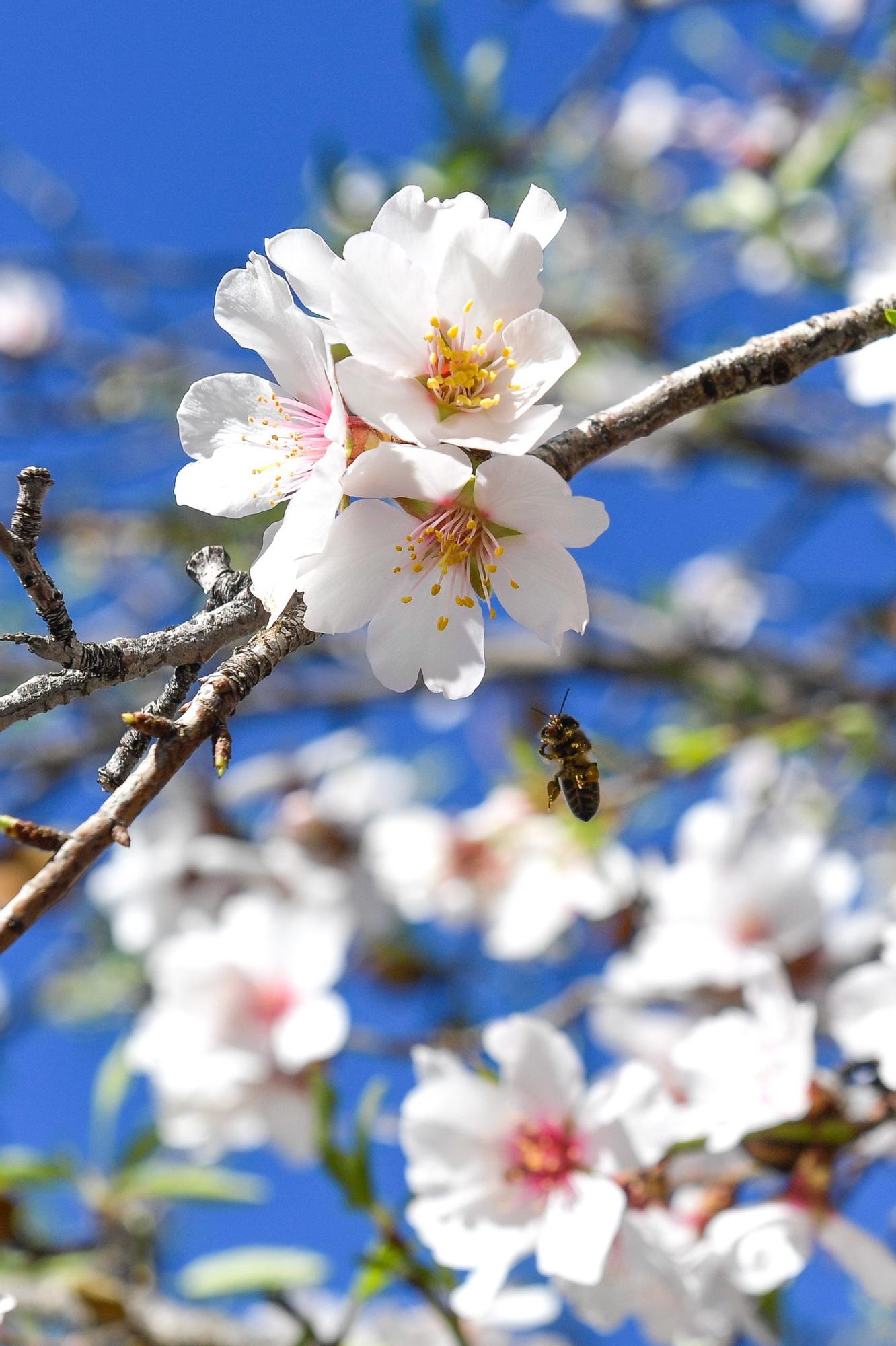 Almendros en flor en Tejeda