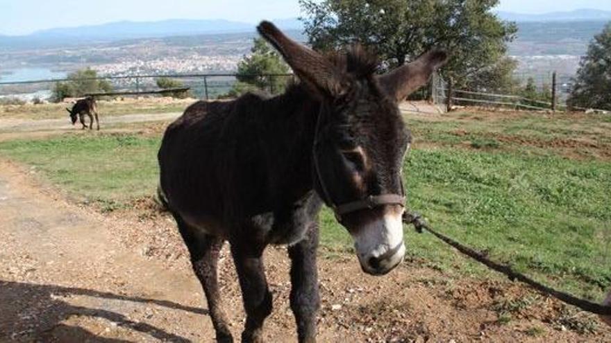 Llers ha de retirar de la quina el premi d&#039;un burro català perquè la llei ho prohibeix