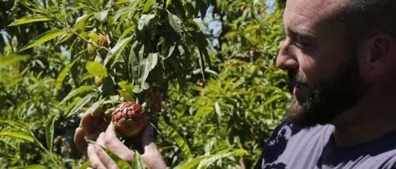 Una mancha provocada por el frío  echa a perder el 50 % de la nectarina