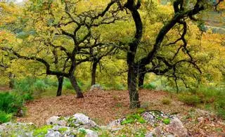 La ubicación de la EDAR de Benaoján enciende la mecha entre los ecologistas