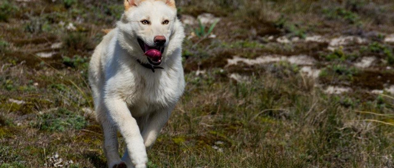 Perro corriendo.