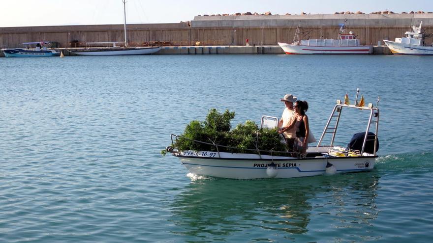 Les branques que es posen al fons del mar per fer de sepieres naturals