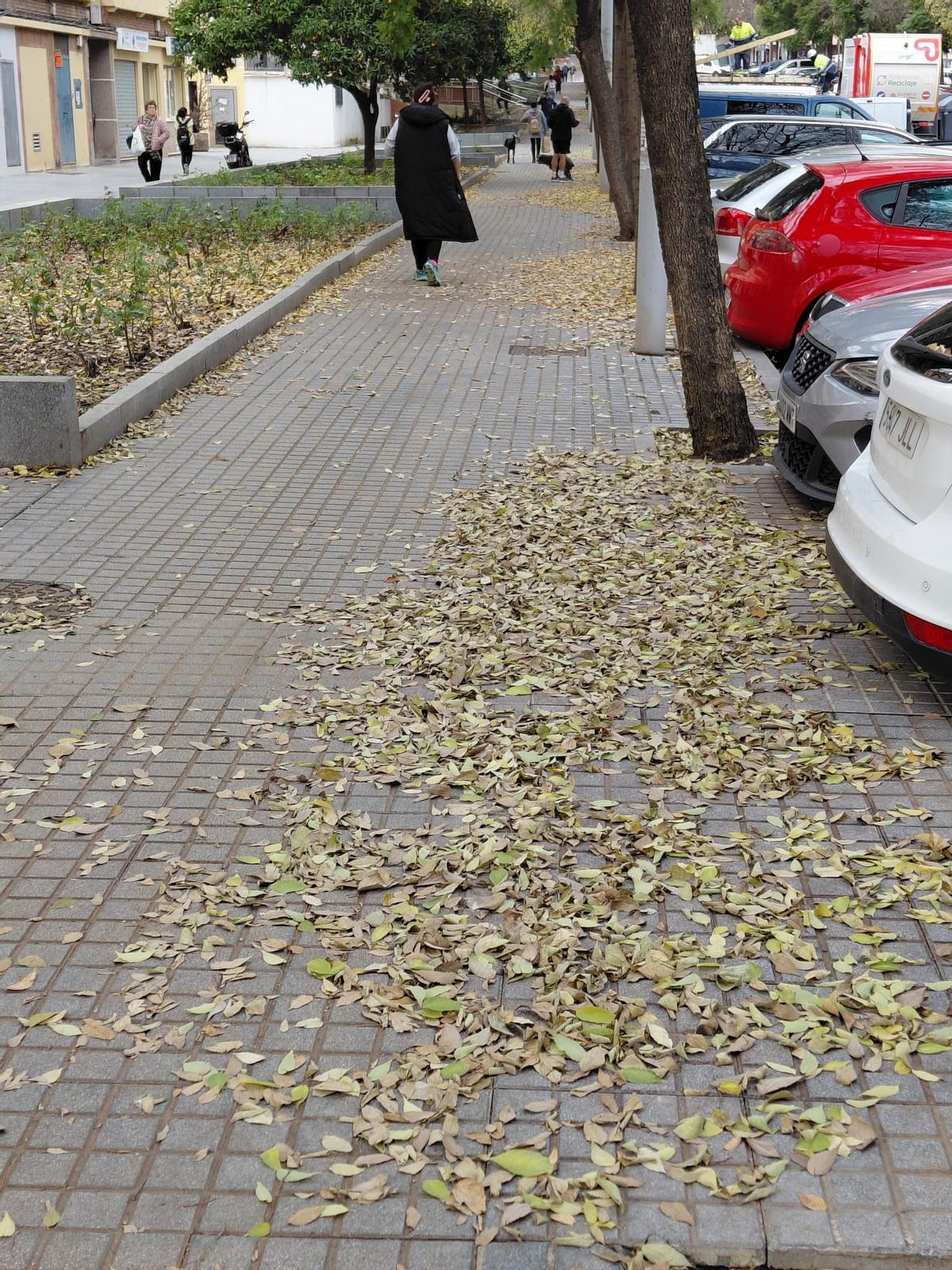 Una calle de Córdoba llena de hojas, en imagen compartida por el Movimiento Ciudadano.