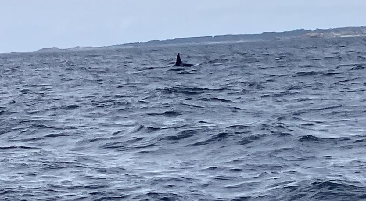 Una de las orcas vistas ayer.