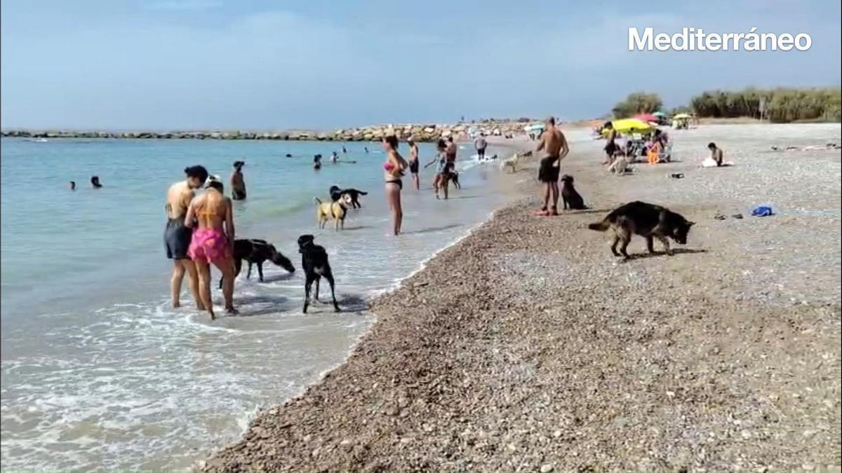 Vídeo: Encuentro canino en una playa de Castellón