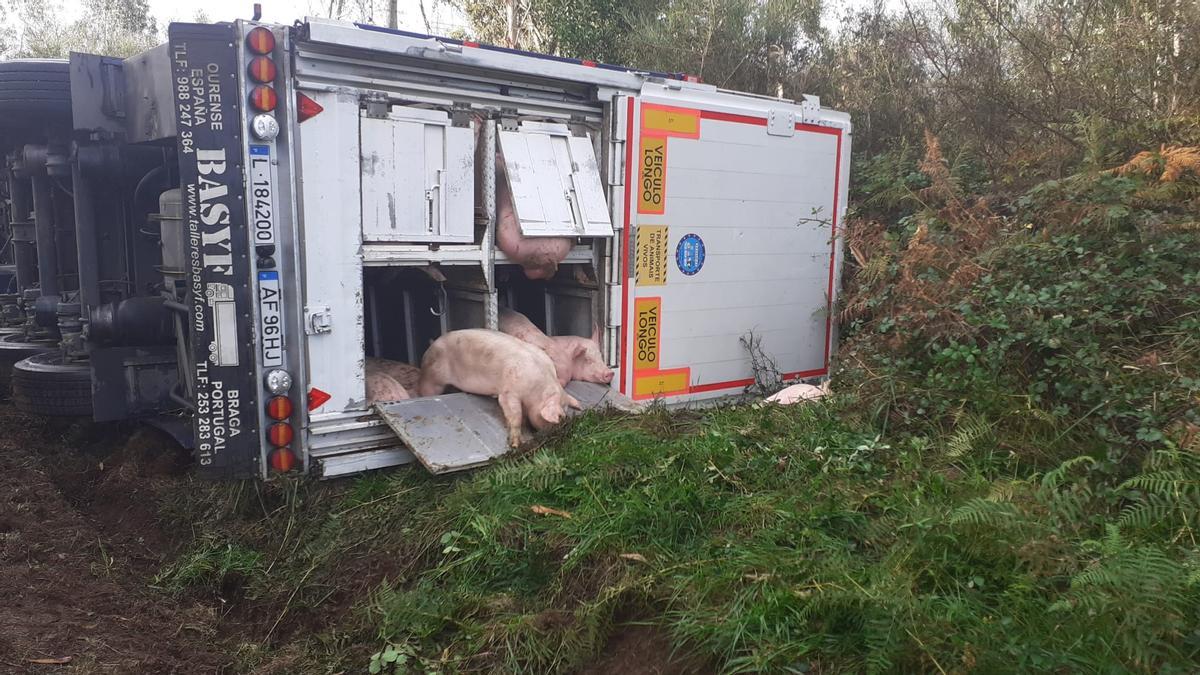 Animales, en camión volcado en Beira, Carral.