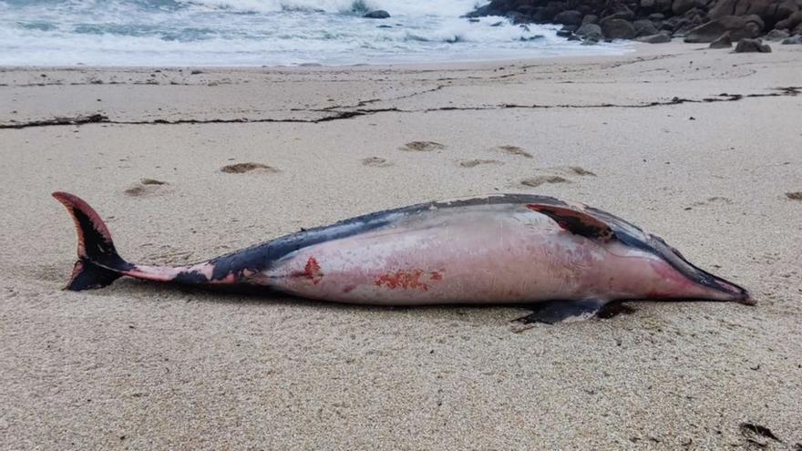 Aparece un delfín muerto en la playa de Ancoradouro