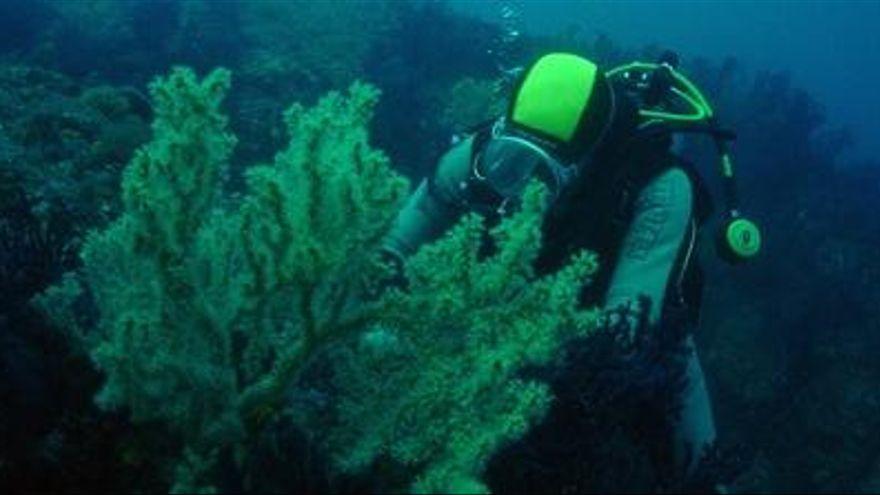 Una persona practicant submarinisme en el Parc Natural de les Illes Medes