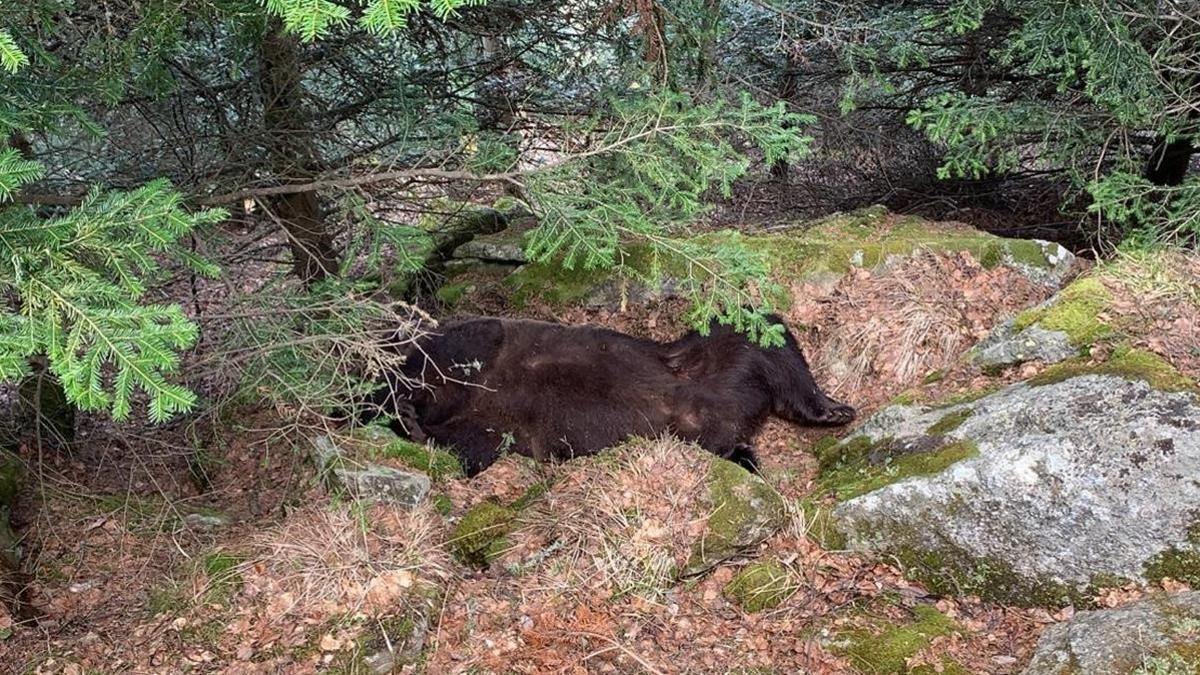 Pla de detall del lloc on s ha trobat mort l os Cachou  a la zona de Soberpera que pertany al municipi de Les (Val d Aran)  Imatge facilitada pel Conselh Generau d Aran el 9 d abril de 2020 (Horitzontal)  Conselh Generau d Aran ACN