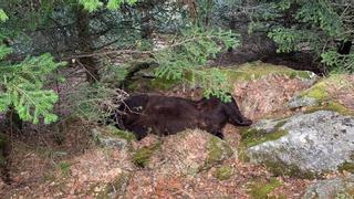 La investigación por la muerte del oso Cachou destapa una red de tráfico de drogas en Lleida