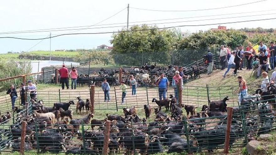 Cabras en cercados durante una feria ganadera en el municipio de Los Realejos