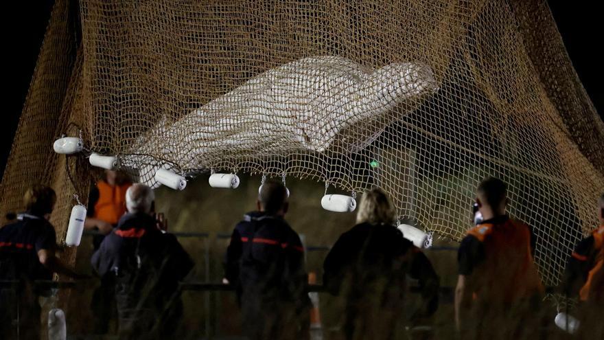 Francia activa una compleja operación para salvar a una ballena beluga atrapada en el Sena