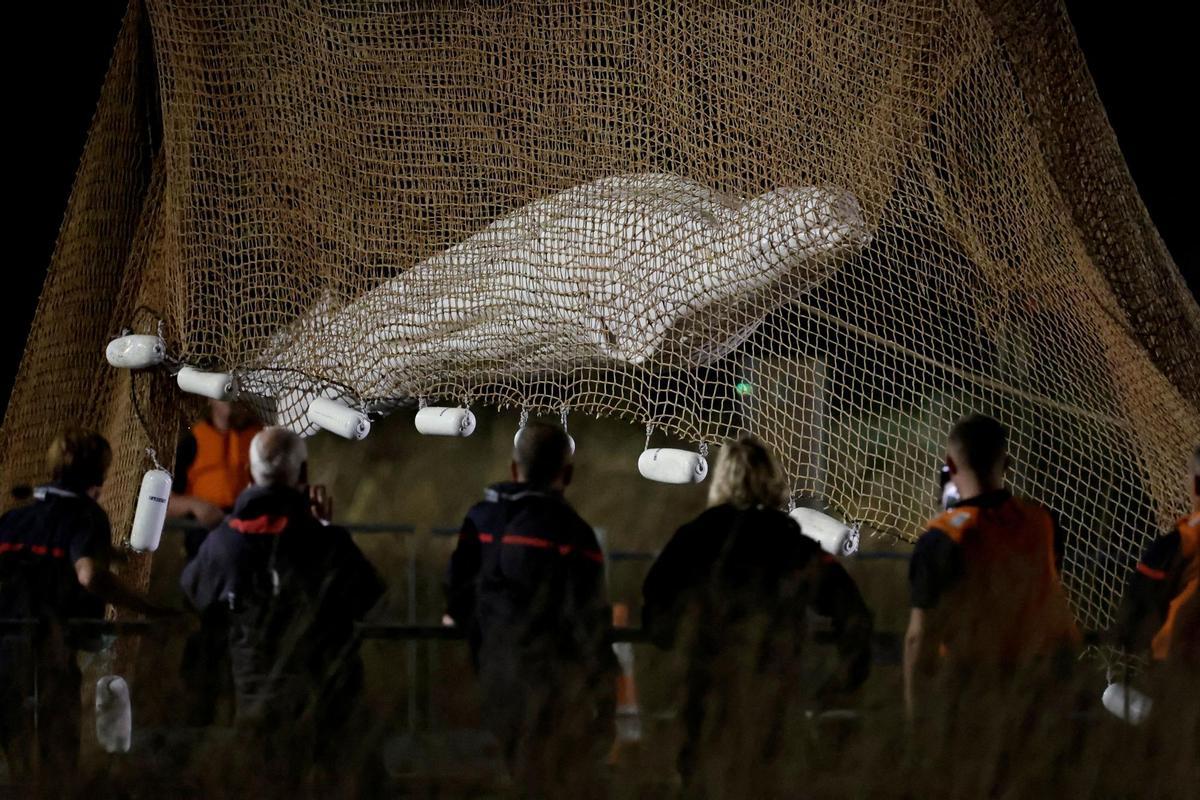 Francia activa una compleja operación para salvar a una ballena beluga atrapada en el Sena