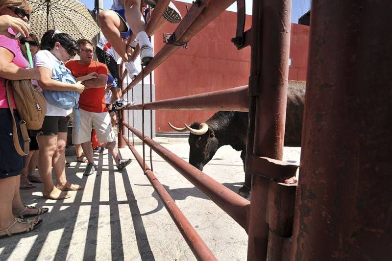 Los encierros vuelven a El Viso por Santa Ana