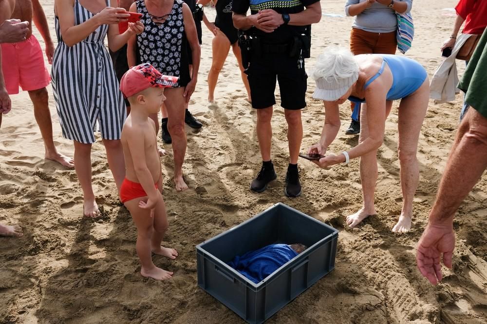 Suelta de una tortuga boba en Las Canteras