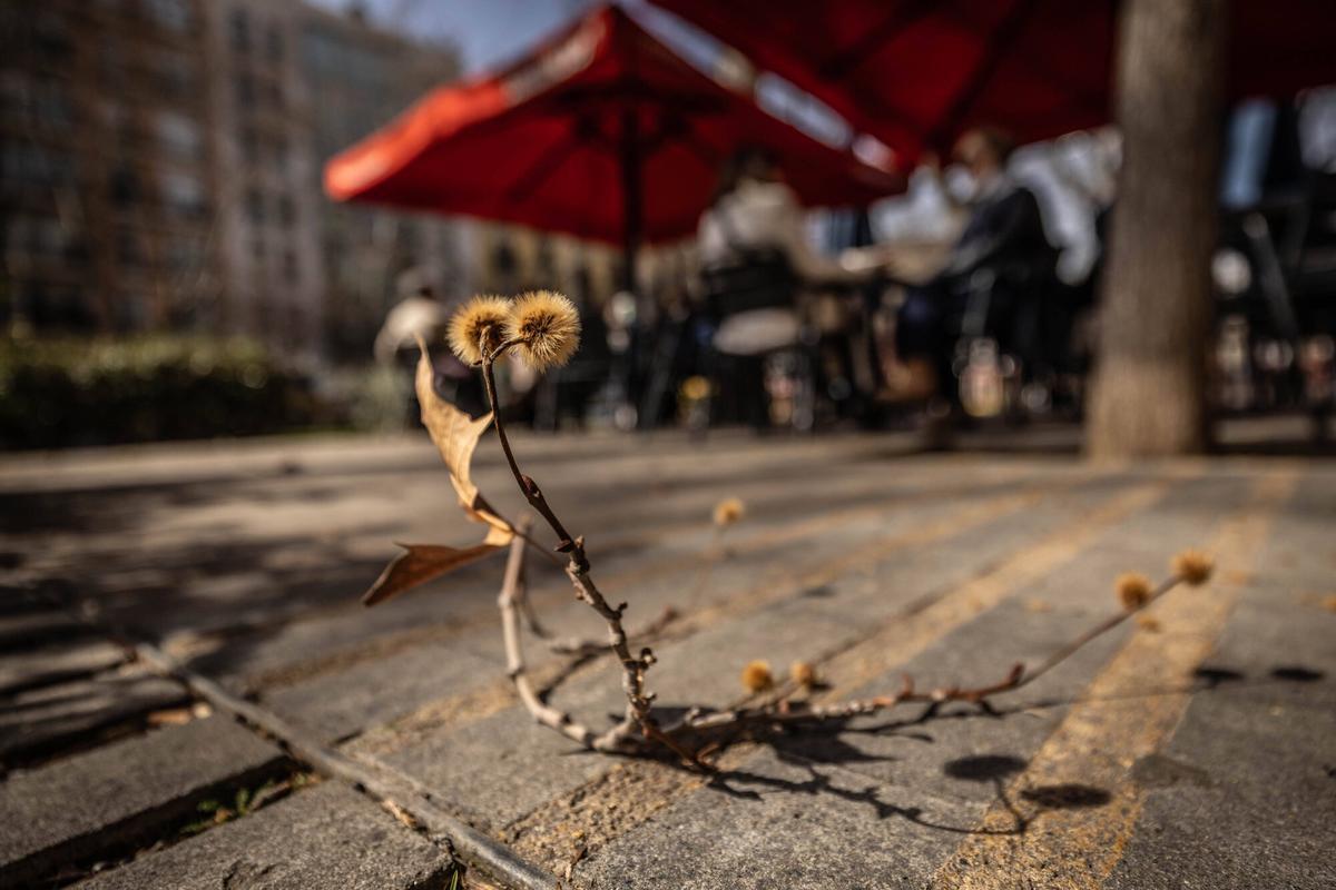 Motas de polen en Barcelona, este marzo.