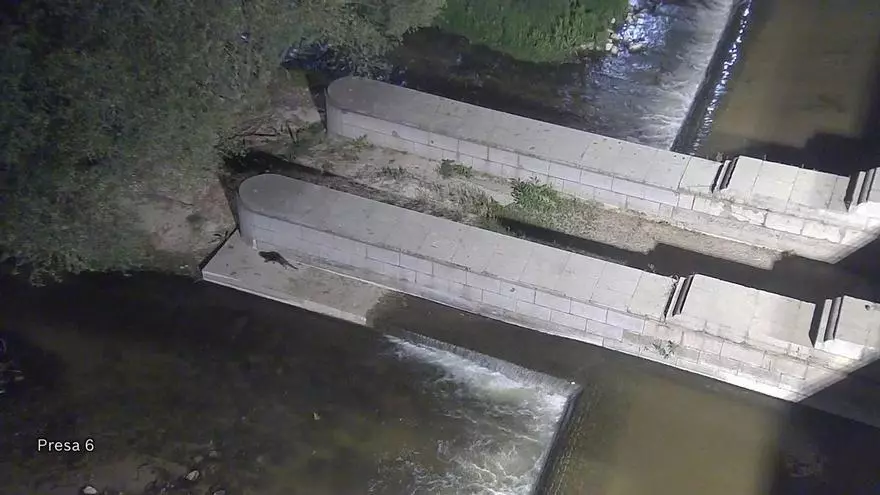 El Ayuntamiento de Madrid confirma el regreso de una nutria al Manzanares pese a "las críticas de la izquierda por la iluminación"