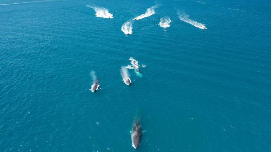 Una &quot;flotilla&quot; de barcas persigue y acosa a las ballenas