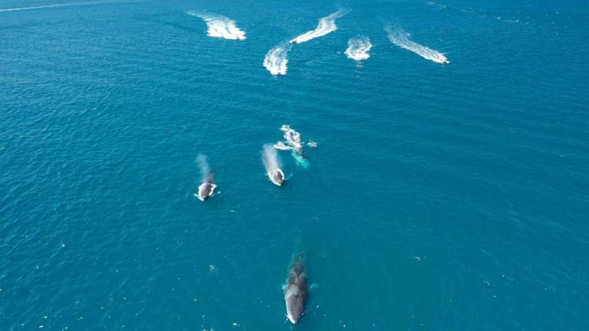 Embarcaciones de recreo hostigan a las ballenas en la costa de Xàbia y Dénia