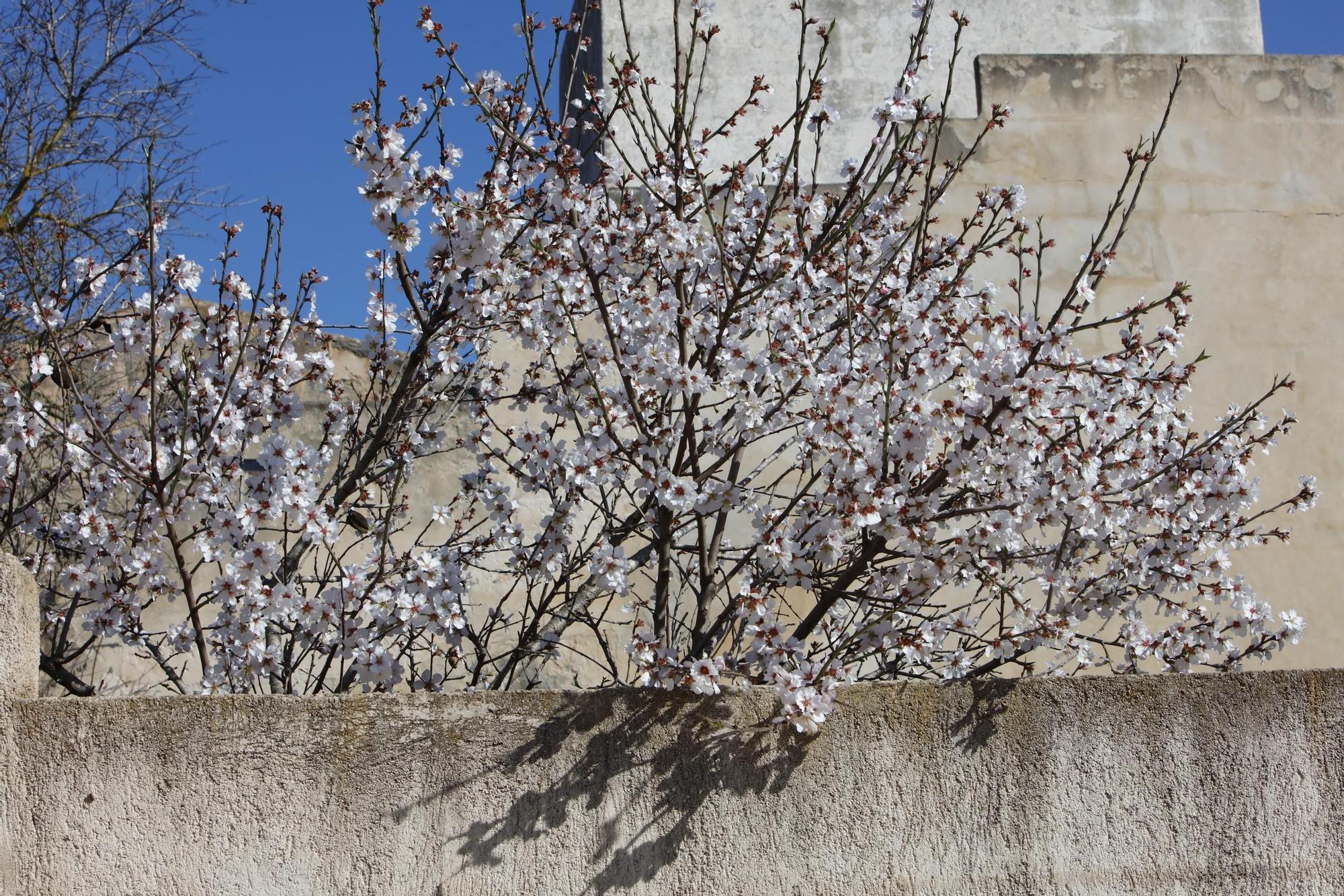 Mandelblüten hinter einer Mauer in Campos.