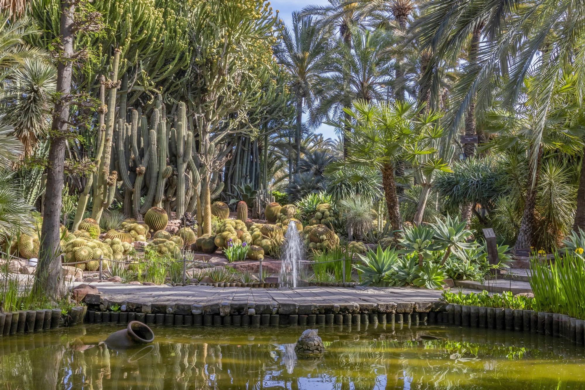Vista del Palmeral de Elche desde dentro.