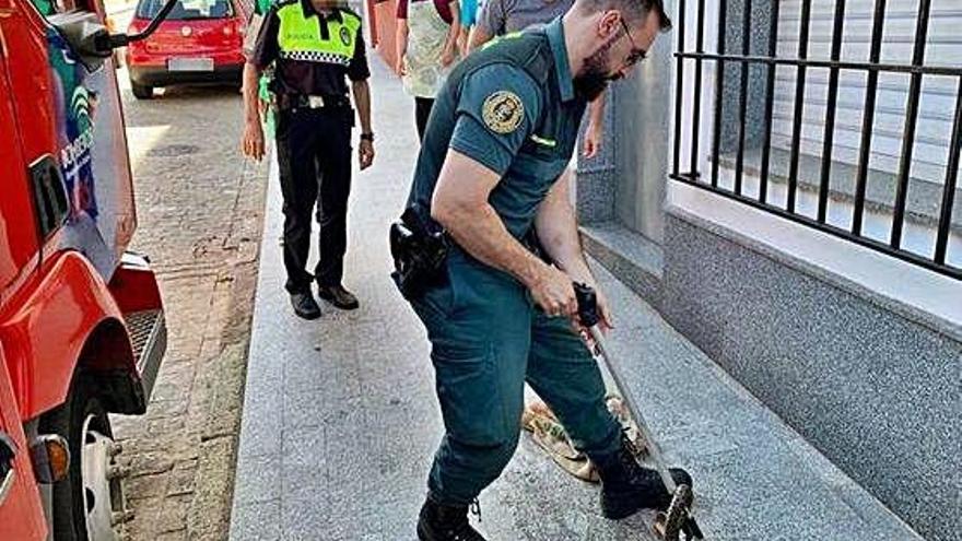 Badajoz Capturen una serp de més de metre i mig al centre d&#039;un municipi