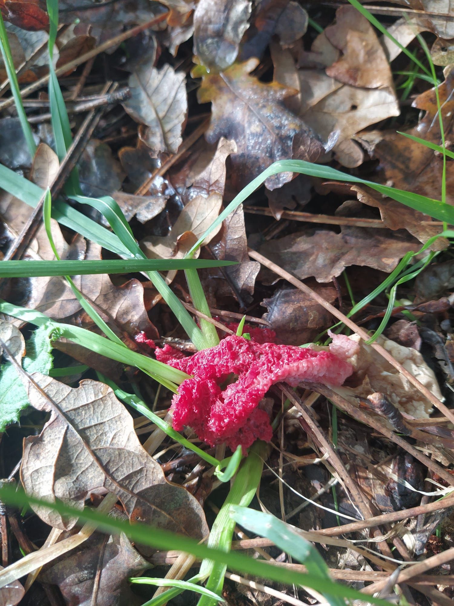 Ejemplar de ‘Clathrus archeri’ encontrado en el monte Vixiador