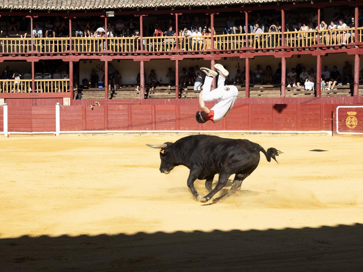 Concurso de cortes, Toro 2026