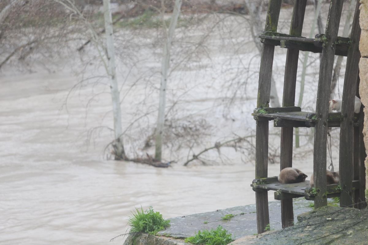 Varios gatos, en un molino junto al río Guadalquivir, este sábado.