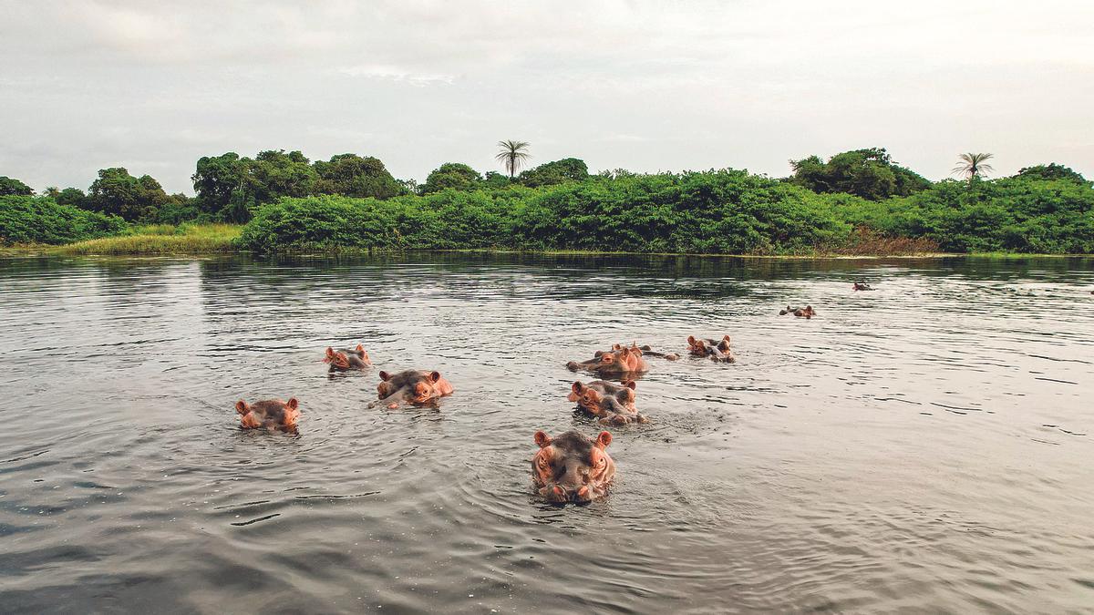 Hipopótamos en la laguna de Anor.