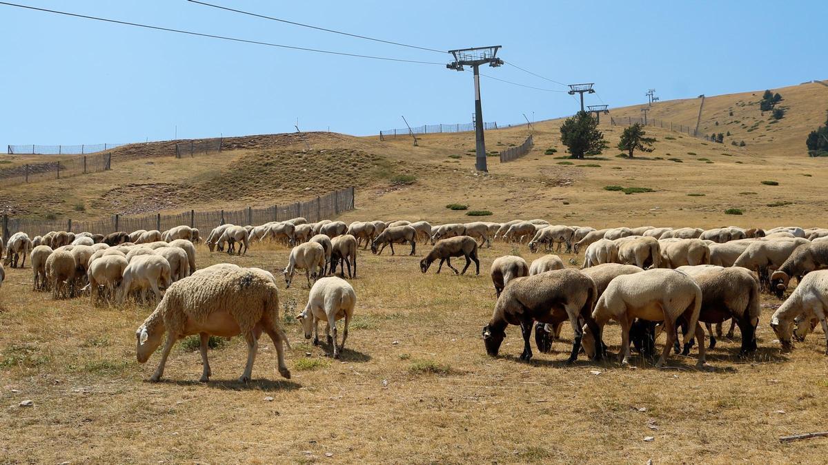 Les ovelles, pasturant dins l'estació d'esquí de la Molina.
