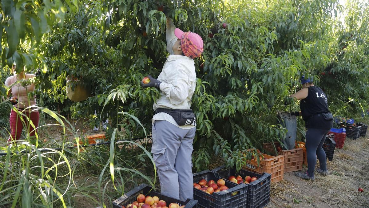 Jornaleras recogen melocotones en una finca de Córdoba, en imagen de archivo.