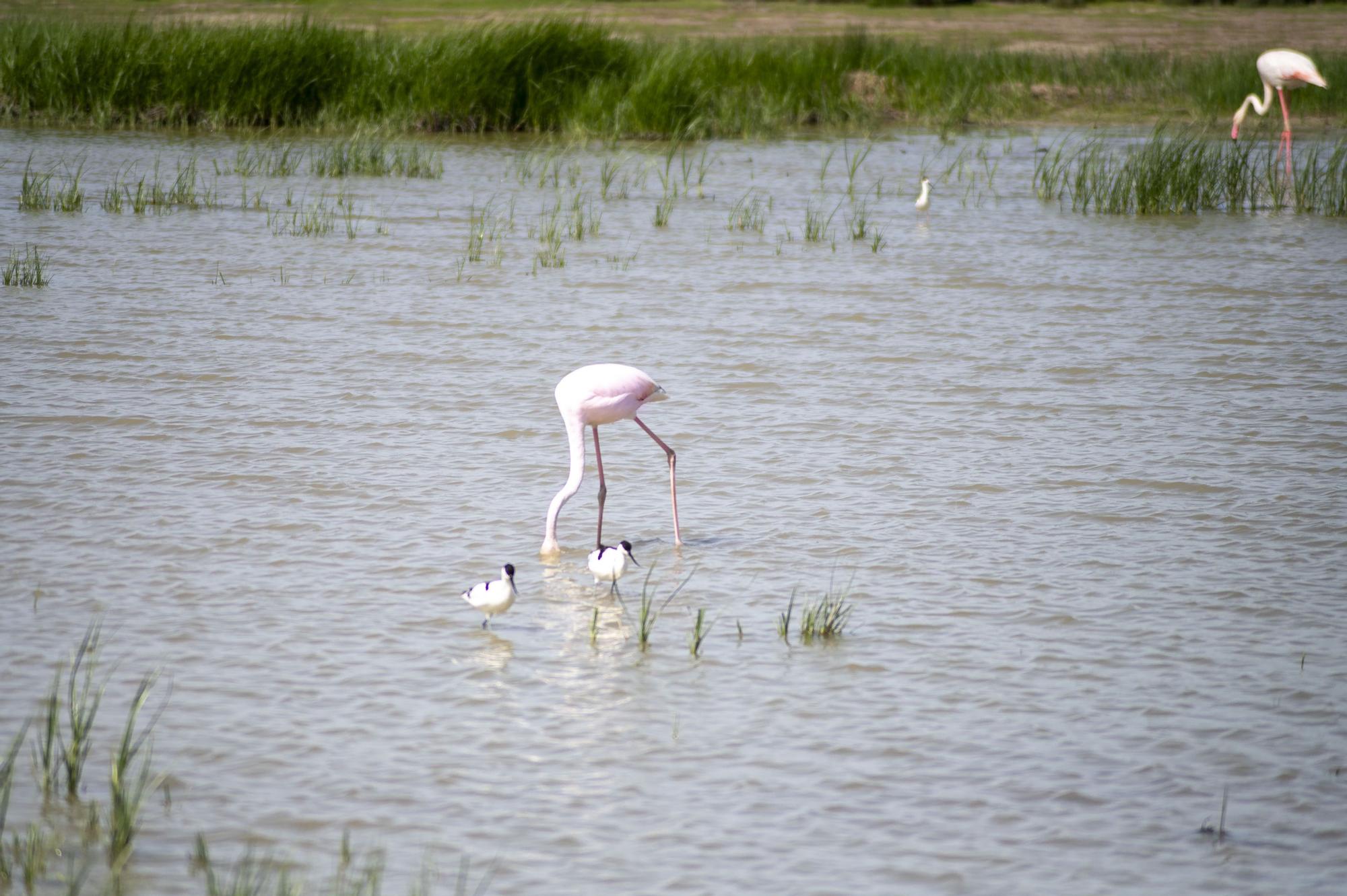 Flamencos en la Laguna de Fuente de Piedra, en abril de 2024.