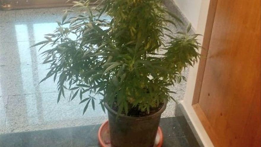 Vecinos decoran la entrada de su edificio con una planta de marihuana