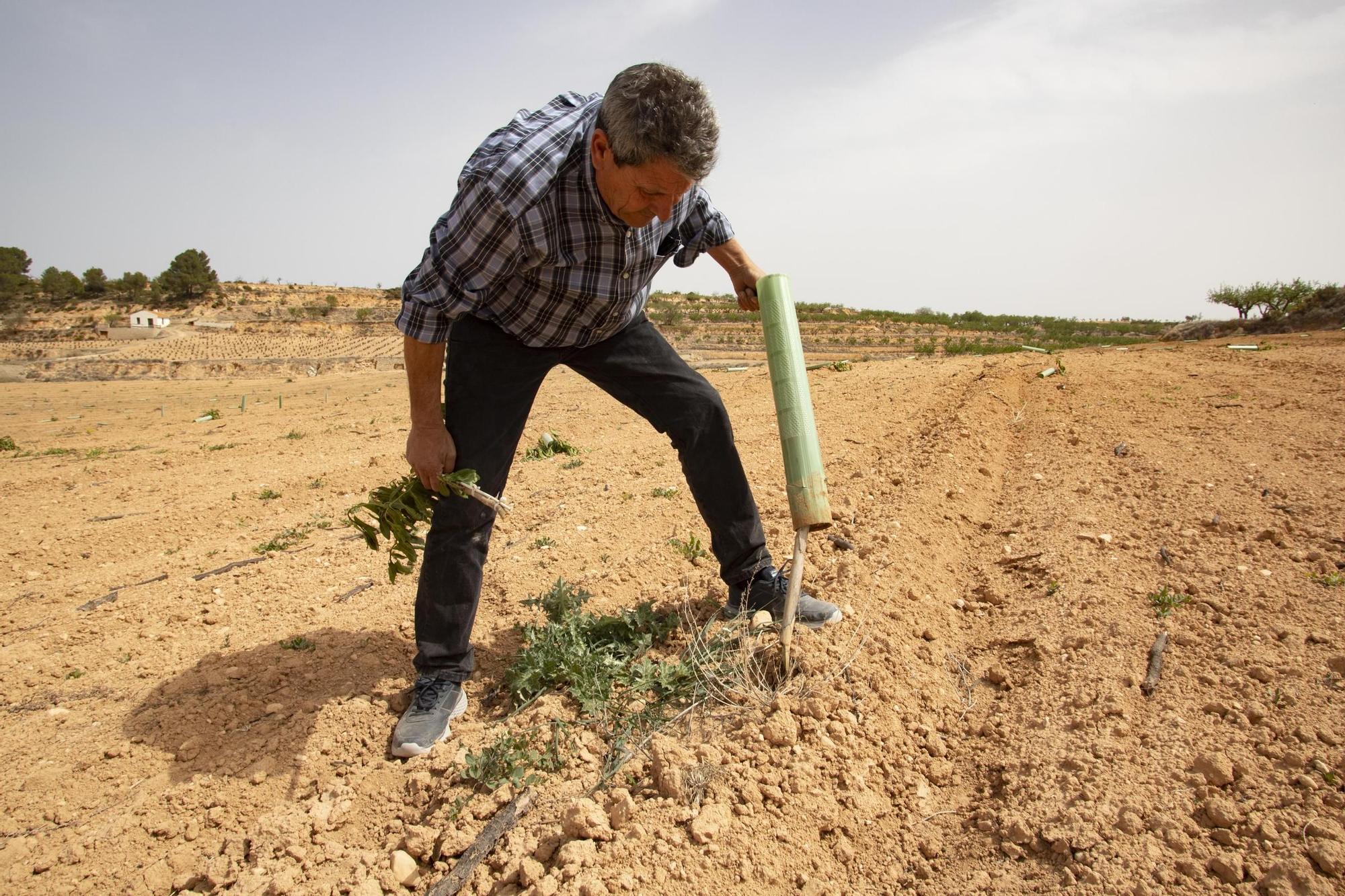 Cortan 280 plantones de almendros en un campo de la Font de la Figuera