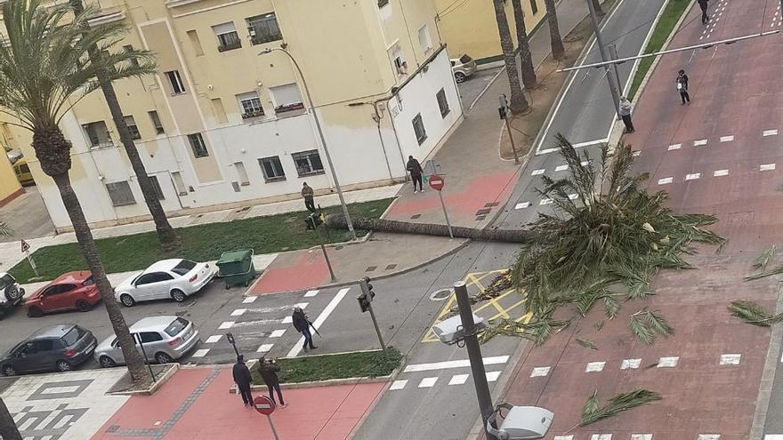 Vídeo: El viento tumba una enorme palmera en el Grau de Castelló