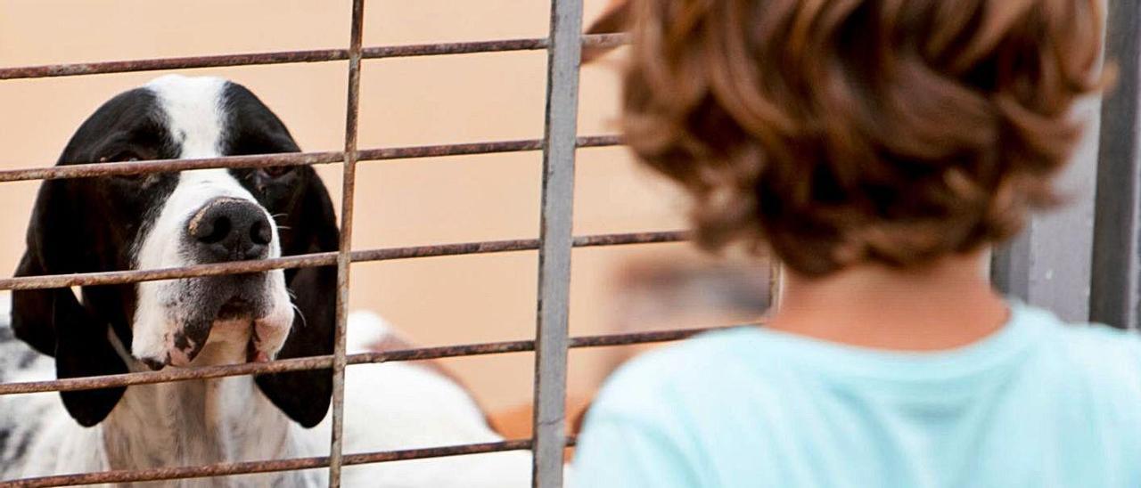 Un niño observa perros recogidos en la Protectora de Animales, en una imagen de archivo