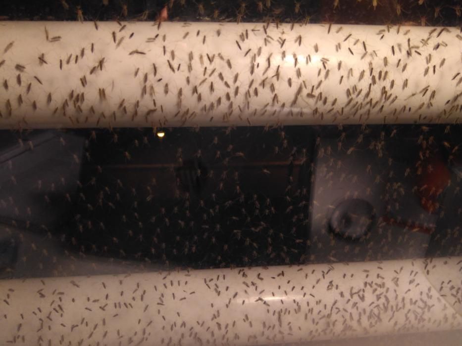 Una vecina de la zona ha mandado estas fotos de su vivienda en Urbanova, con las ventanas infestadas de mosquitos