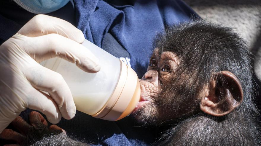 Ekon, el chimpancé nacido en el Bioparc Valencia