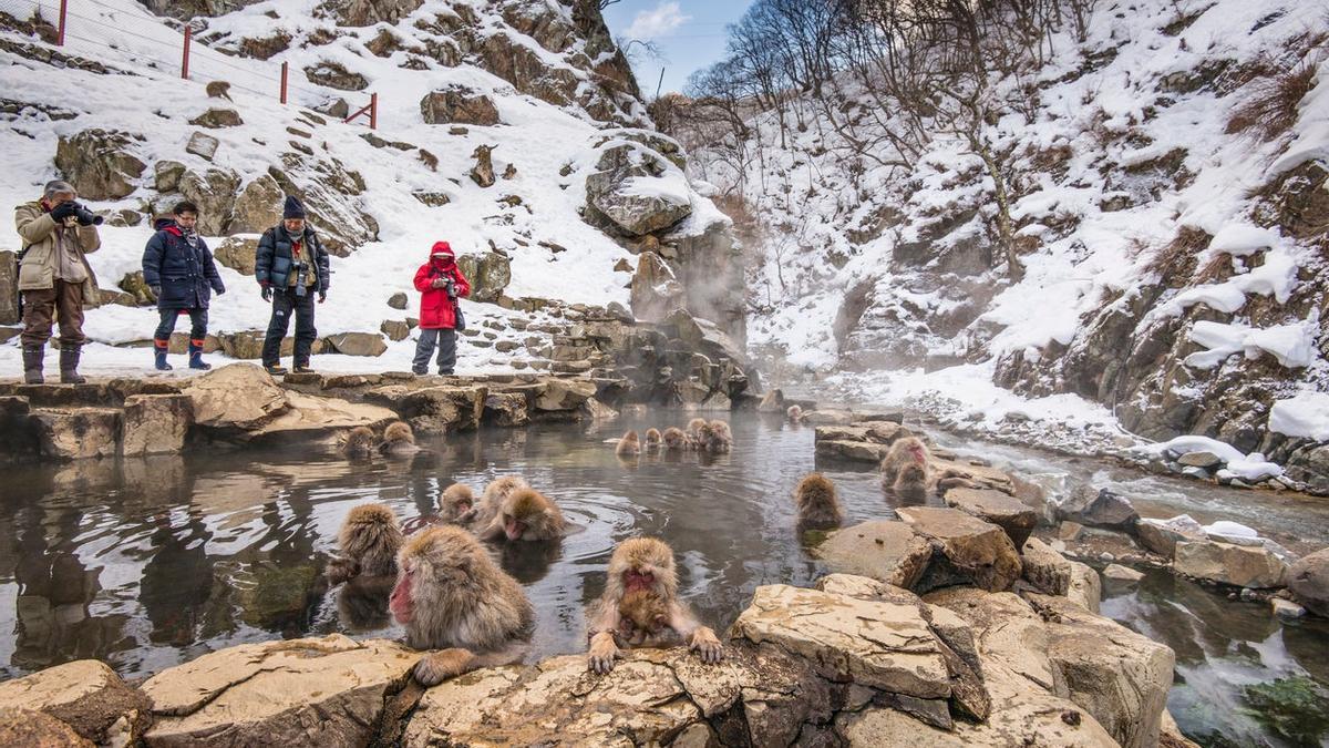 Parque macacos de nieve Japón Jigokudani