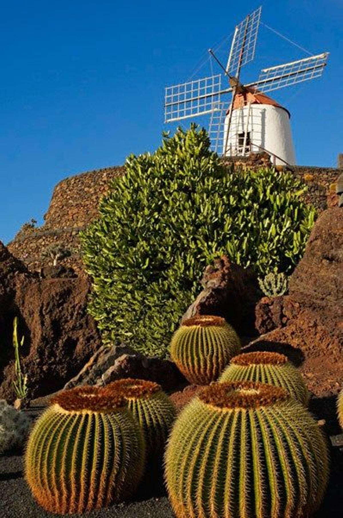 Jardín de Cáctus tiene más de diez mil ejemplares de cáctus de más de 1400 especies diferentes.