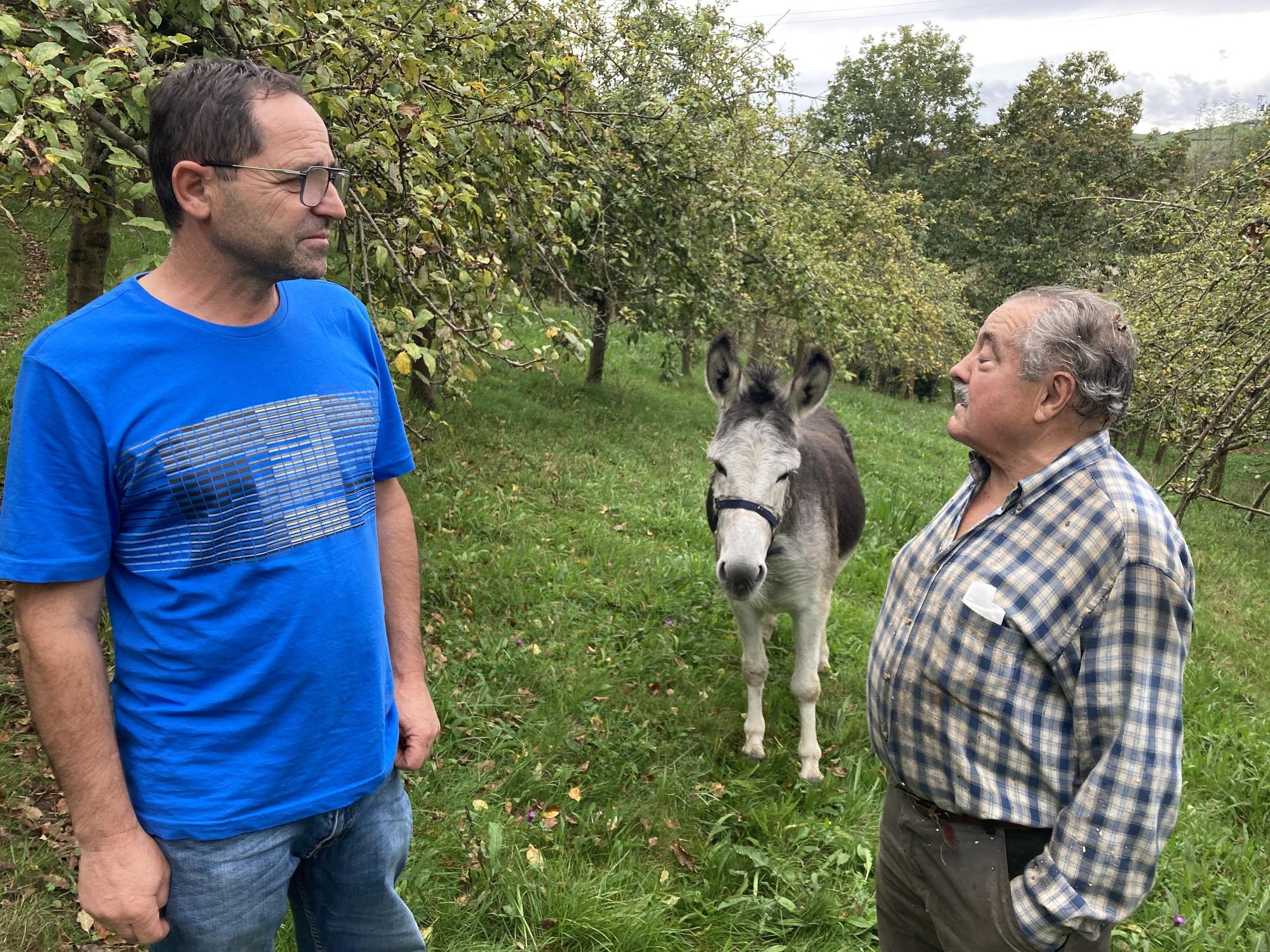 Muñó reivindica sus variedades de manzana: "Se están perdiendo"