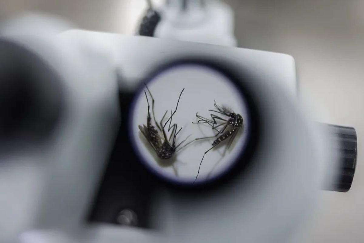 Muestra mosquitos Aedes aegypti en un laboratorio de la empresa de biotecnología británica Oxitec, en una fotografía de archivo.