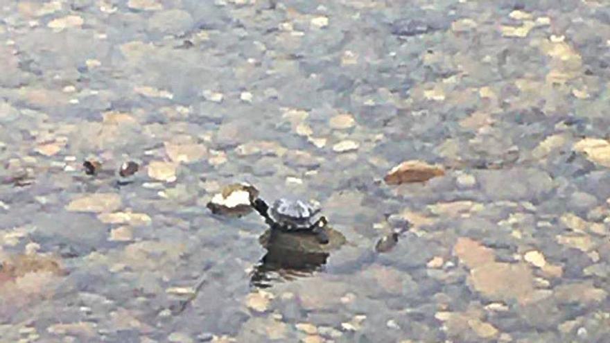 El abandono de grandes tortugas, nueva amenaza para los ríos trucheros - Vimarsana News